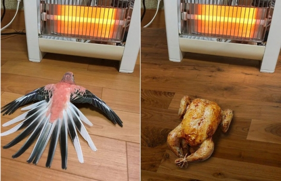 Soha ne hagyd egyedül a papagájod!