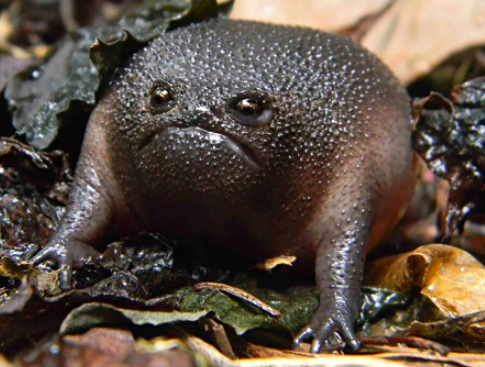 Amikor egy roma gádzsi leborotválja a punciját