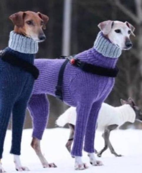 Agár hiszitek agár nem, egyre hidegebbre fordul az idő