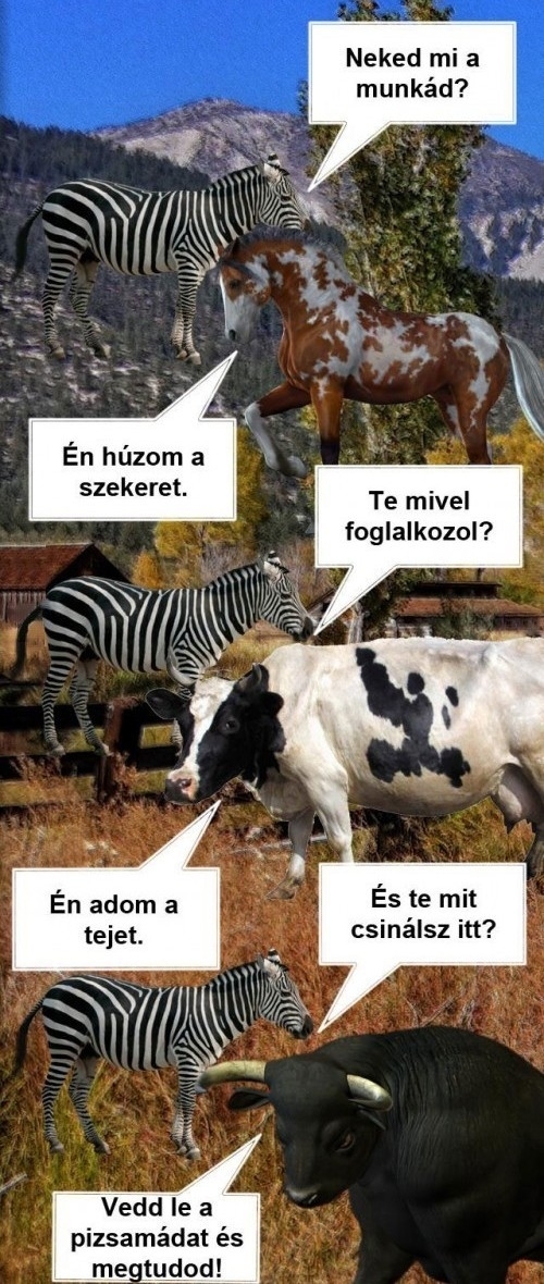 Egy zebra érkezett a farmra...