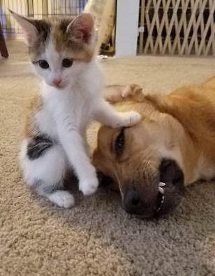 A házasélet egy képben