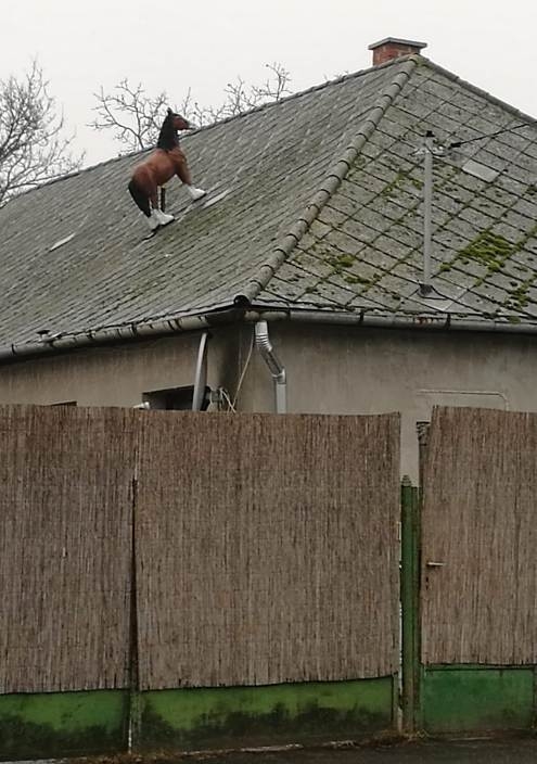 Vajon milyen céllal került oda a póni?