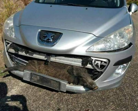 Amikor az oroszlán vaddisznót ebédel