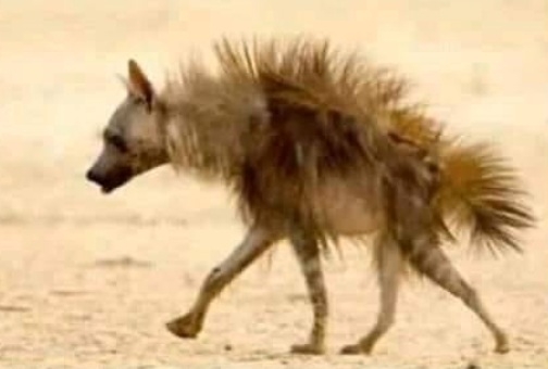 Azt mondták pisiljek rá a villánypásztorra...