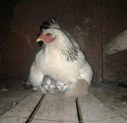 Jöhetne már anyátok