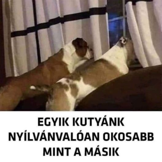 Napi tényfeltáró