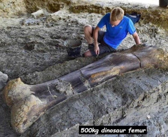 2 méteres dinoszaurusz combcsont