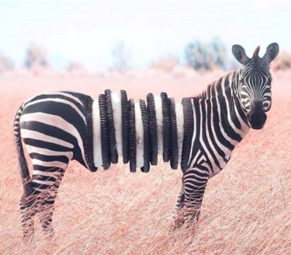 Oreo zebra