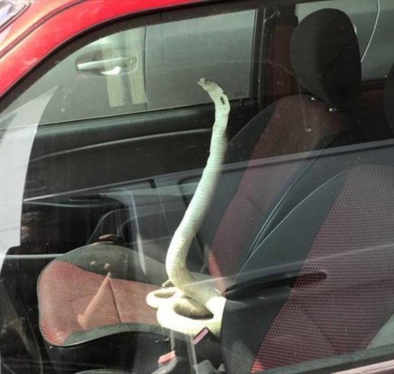 COBRA autóriasztó és rablásgátló