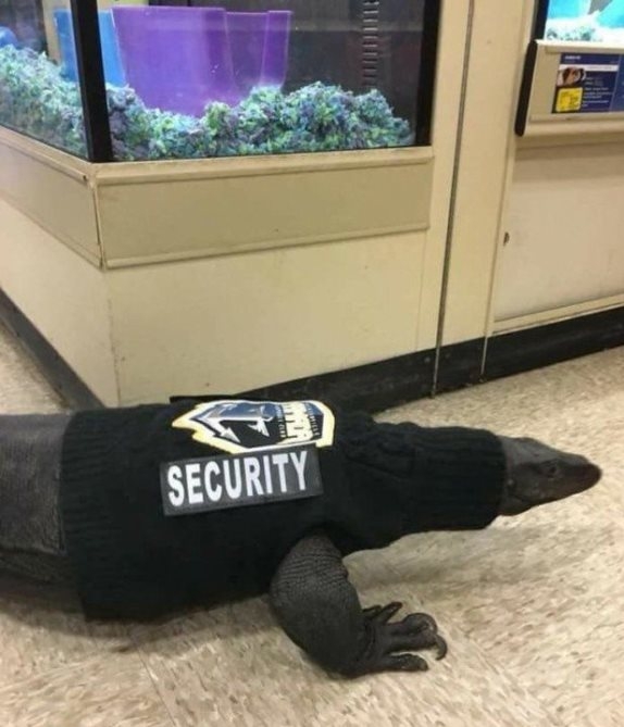 Bizarr biztonsági szolgálat