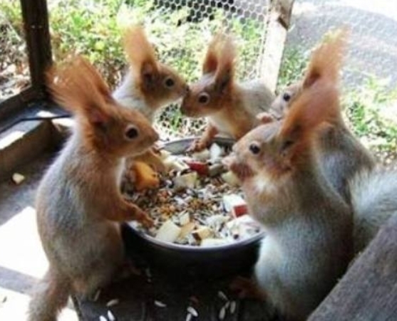 Gyűlést tart a Mókus őrs