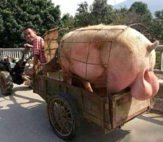 Már úton a húsvéti sonka...