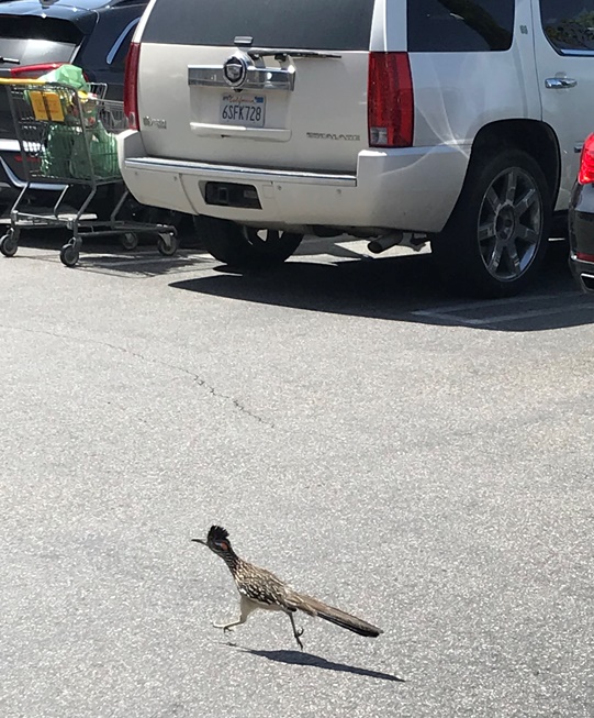 Laguna Beach, California