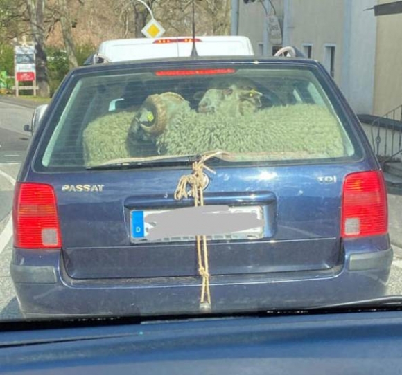 Fuvarban a szállító