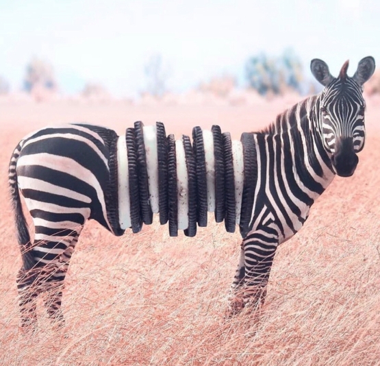 Oreo zebra