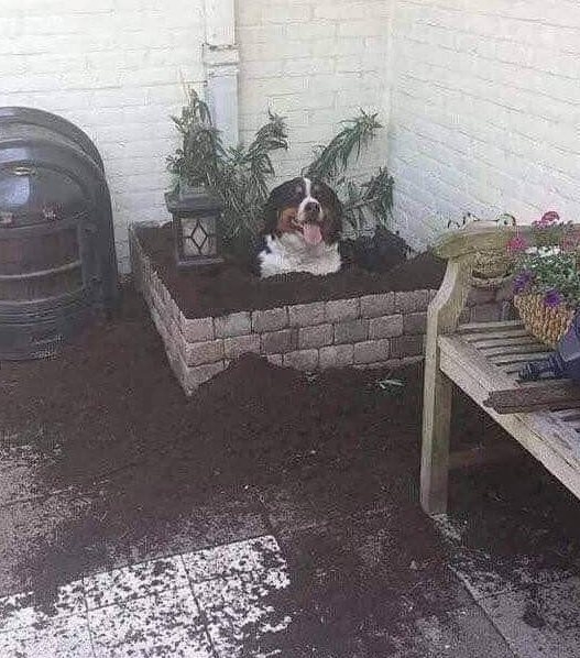 A kutyaültetés helyes módja