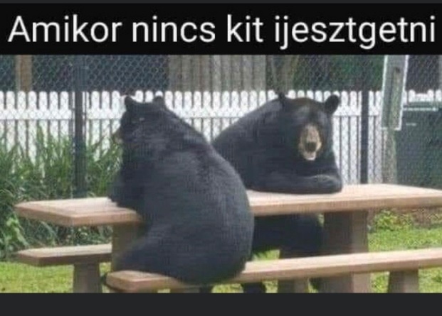 Medve komáék unatkoznak