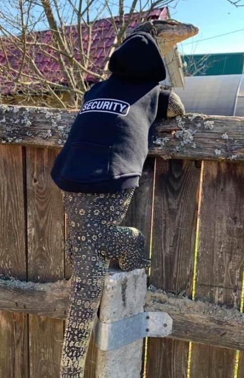 Bizarr biztonsági szolgálat