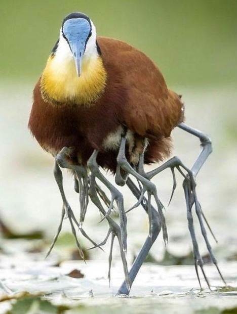 Kicsit kibabrált vele a természet