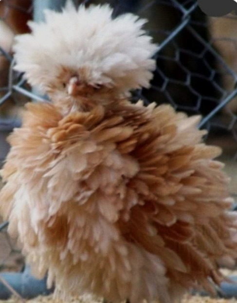 A f@szom ebbe az elektromos kerítésbe