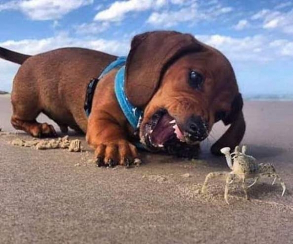 Blöki ismerkedik a természettel