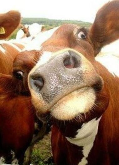 A főnököd arca, amikor fizetésemelést kérsz