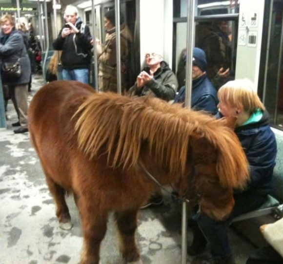 De csak, mert kisállattal is lehet utazni