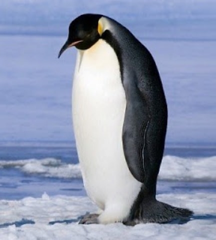 Jó tanács - Este 6 után már ne egyetek...