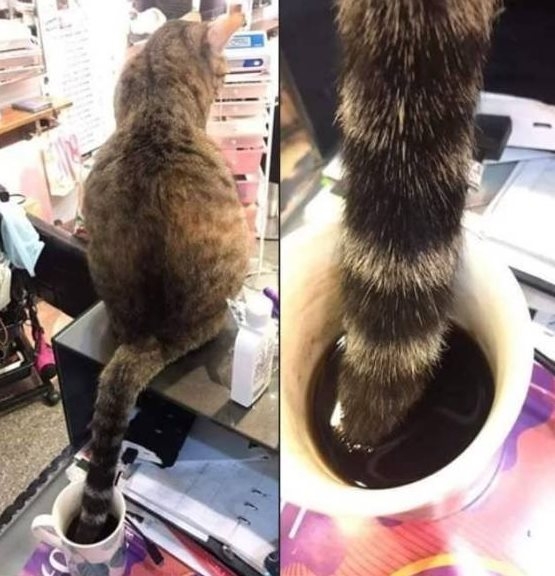 Ma reggel inkább nem kávézom