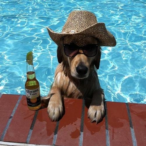 Kutya meleg volt ma...