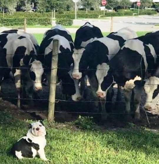 117. nap: azt hiszem lelepleződött az álcám