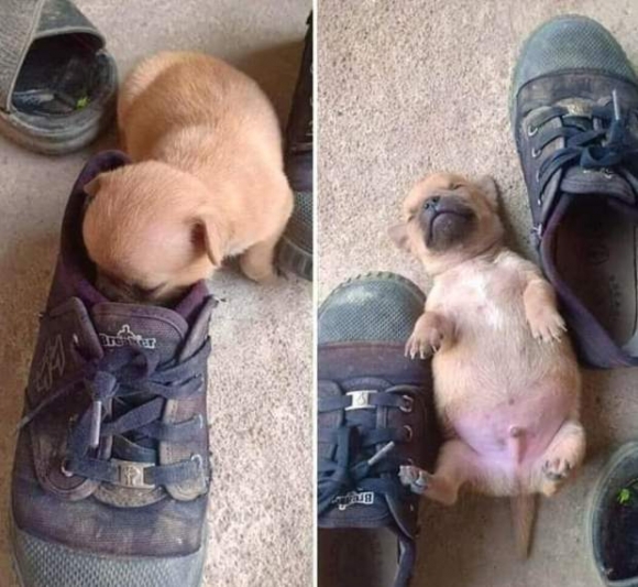 Blöki, ez rossz ötlet volt!