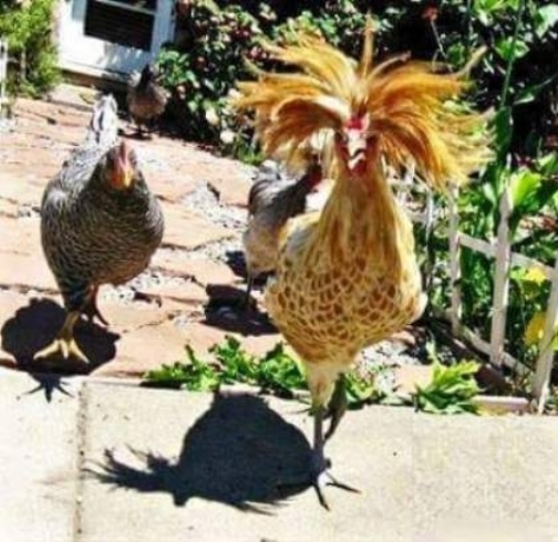 Állj már meg szépfiú, csipázom a rözsédet!