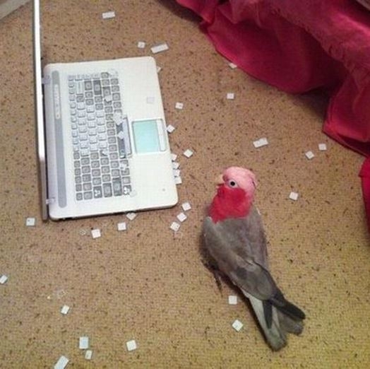 Egy elhanyagolt papagáj bosszúja