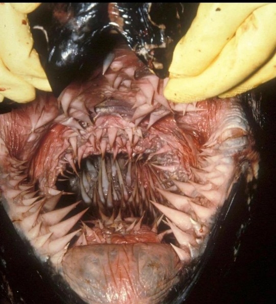 Ilyen egy bőrköves teknős szája belül