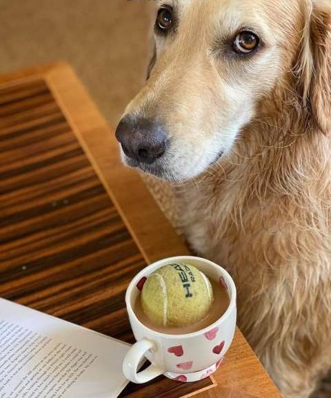 Ma nem kávézik a gazdi