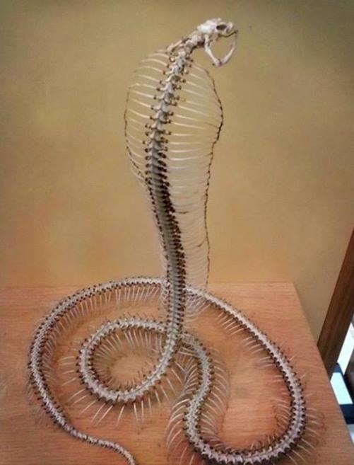 Csak egy kobra csontváz