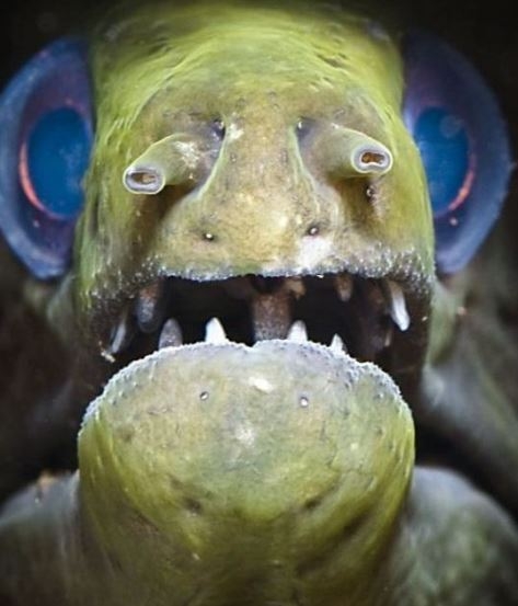 A rusnyasági verseny győztese