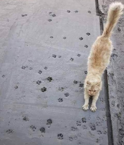 Cirmi még nem tud róla, de már csak 8 élete maradt