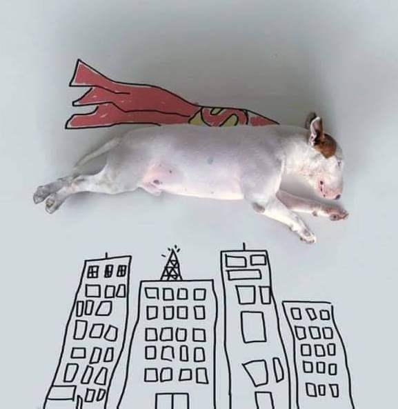 Egy alvó kutya is lehet jó ötletalap