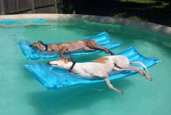 Egy kis délutáni relax a medencében