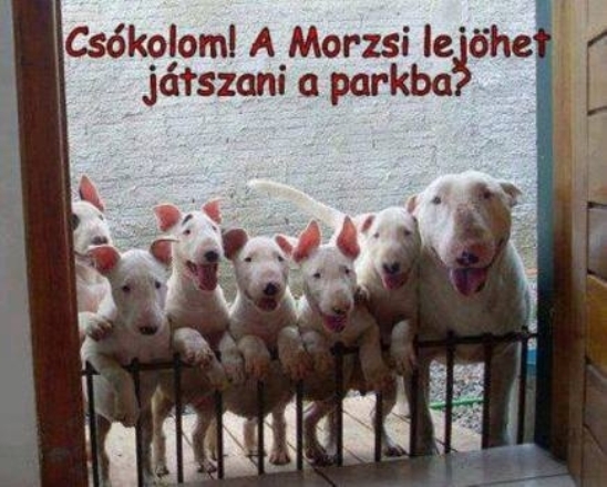 Előbb kajál, utána megy!