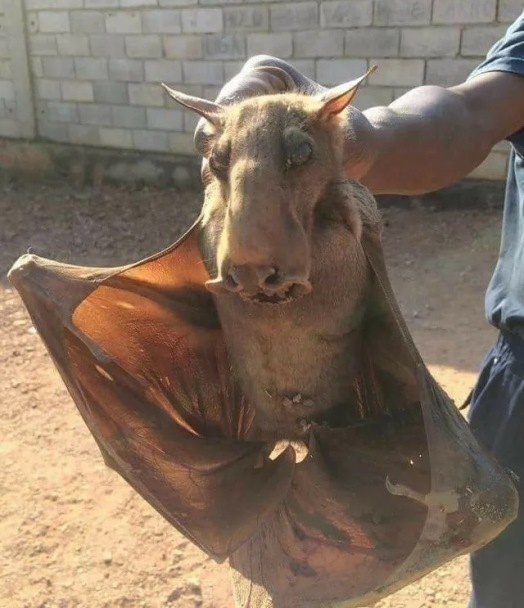 Egy újabb rusnya teremtés