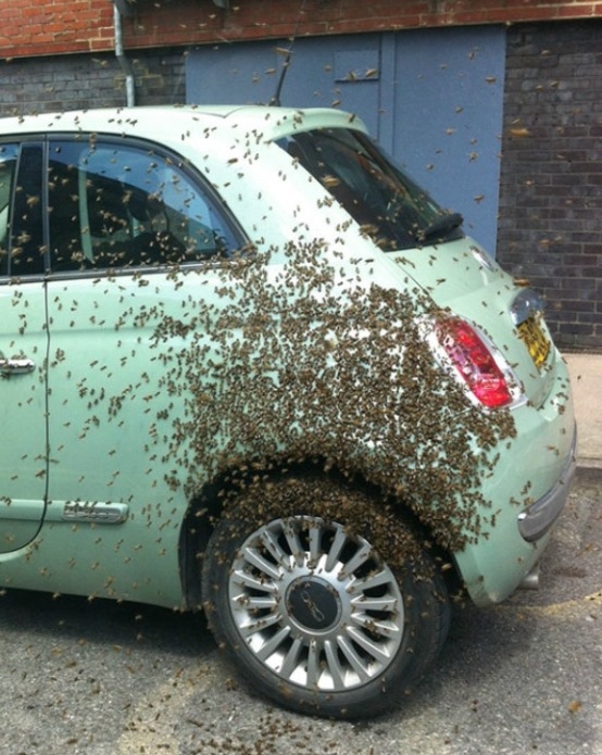 Soha ne etesd mézzel a kutyád...