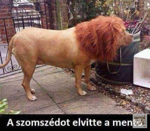Vettem egy parókát a kutyának...