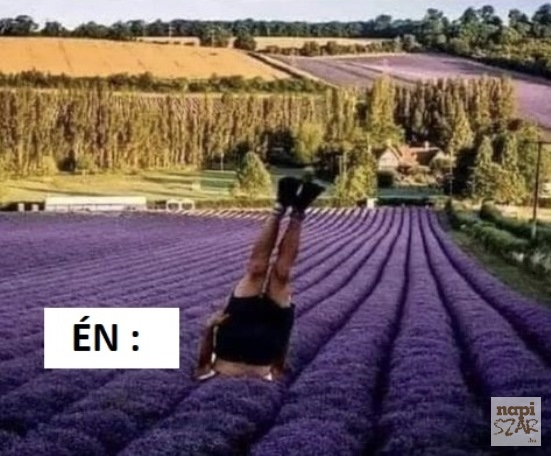Azt mondják, hogy a levendula nyugtat