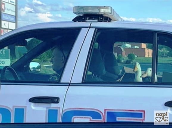 Amikor a sok lúd, mégsem győz disznót