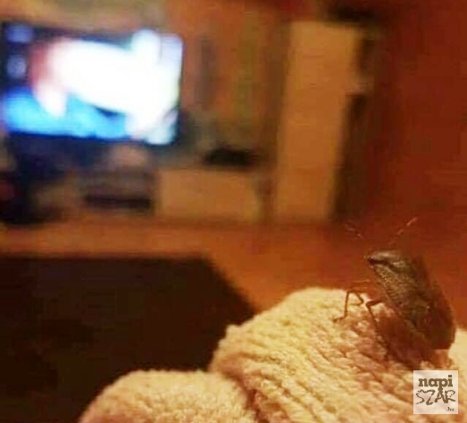 Amikor nincs kivel filmet nézni