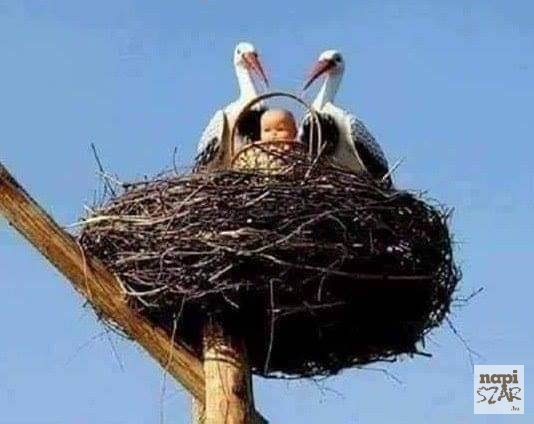 Amikor rajtad marad az árú