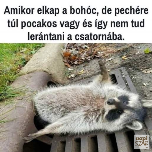 Velem már nem is próbálkozik